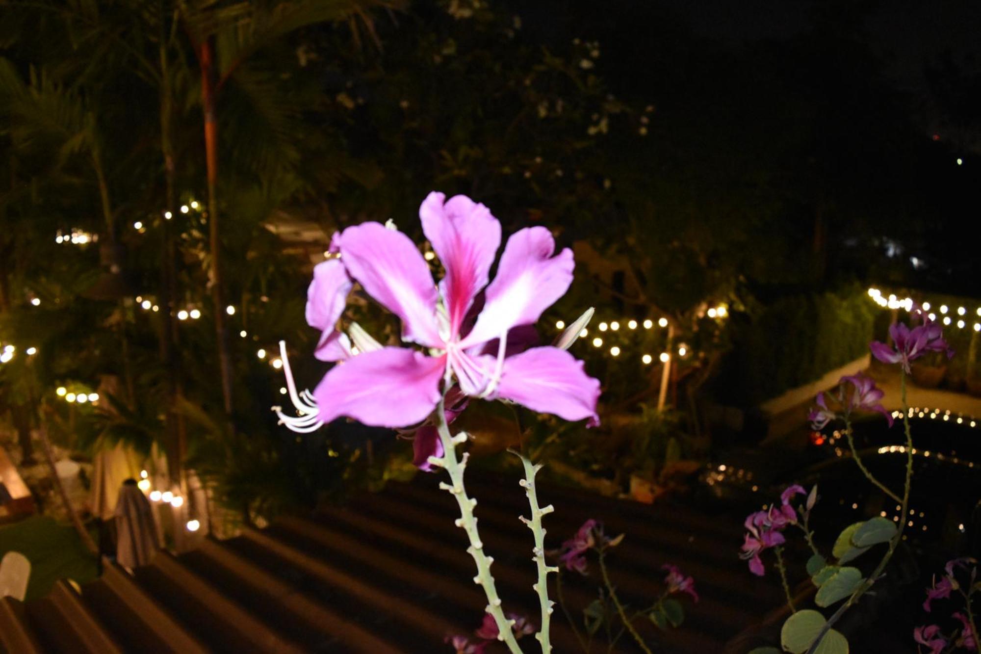Thongtara House Boutique Srinakarin Hotel Bangkok Bagian luar foto